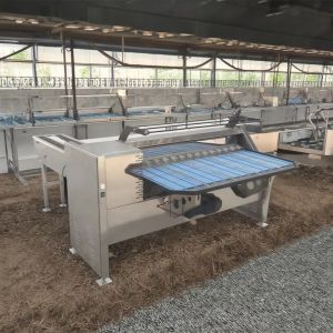 China 卵を分類する機械 卵を分類する機械 10000pcs 自動卵を分類する機械 wholesale