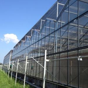 Full Auto Greenhouse Vegetable Farming Strawberry Attached Even Span Greenhouse