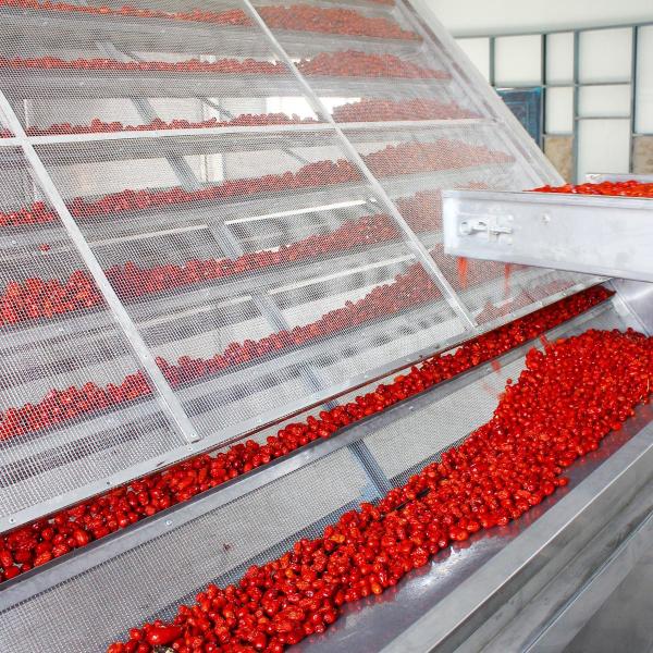 Low Noise SS304 Belt Drying Equipment For Drying Fruits And Vegetables