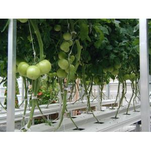 China High Output Tomato Plant Greenhouse Plastic Film Cover Material 0.12 / 0.15 / 0.20mm supplier