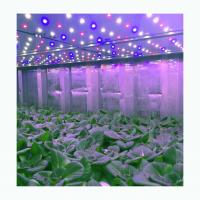 20ft NFT System Hydroponic Shipping Container Farm For Leafy Greens