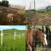 China Agriculture Land Fixed Knot Deer Fence on sale