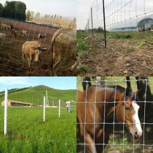 Agriculture Land Fixed Knot Deer Fence