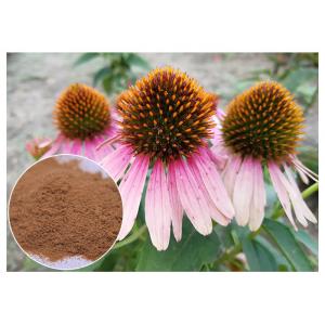 Dietary Supplement Pure Herbal Plant Extract Echinacea Purpurea Powder Improving Immunity