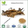 Caterpillar Fungus Extract,Cordyceptic Acid,Cordyceps Polysaccharides,Cetepiller