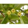 Chinese Wingnut dry fruits Dateplum Persimmon Diospyros lotus L medicinal plants