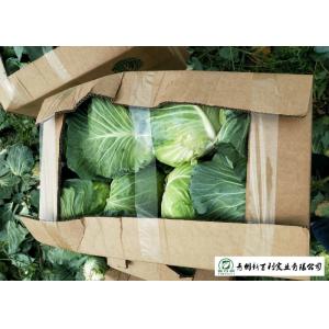 Natural Hue All Season Cabbage 2.5 Kg / Per Helps Improve Digestion