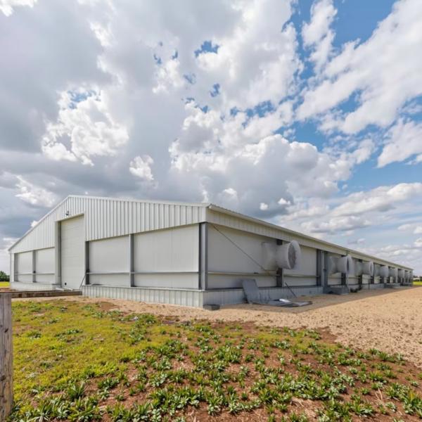 Hangar avicole en acier préfabriqué personnalisé Q235B Q355 galvanisé