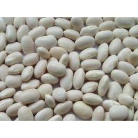 High quality Pure White Kidney Bean Extract Wholesale, Natural White Kidney Bean Extract