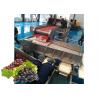 Concentrated Grape Juice Processing Line / Fruit Juice Processing Equipment