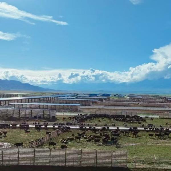 亜鉛メッキ鋼フレームと開放型日よけ屋根を備えた牛舎 - 酪農、肉牛、肥育場向け 低コスト & 短時間組立