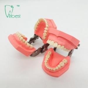 Colorful Brushing Plastic Dental Teeth Model Removable