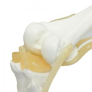 Ligaments & Stand Life Size Display Base Best Medical Tool Clinic Demonstration Kids Learning Education Knee Joint Model