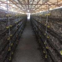 China Automatic Battery Cage For Poultry , 5 Tiers / 6 Tiers Medium Sized Bird Cage on sale