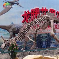 China Park Decoration Dinosaur Fossil Replicas Life Size Tsintaosaurus Skeleton Sunproof on sale