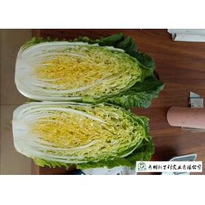 China Big Size Fresh Chinese Cabbage Own Plantation Supply To Supermarket supplier