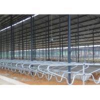 China Durable Customized Bedding Cow Milking Stall With Double Row Type on sale