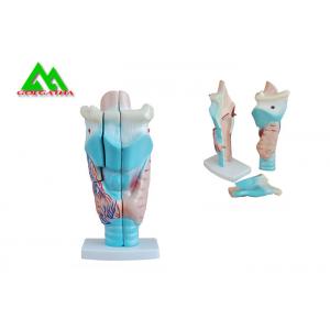 Human Anatomical Medical Teaching Models Plastic Inner Ear Model