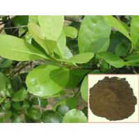 Yerba Mate Extract,Yerba mate extract powder,Paraguay Tea powder,20% tannin,25%polyphenol