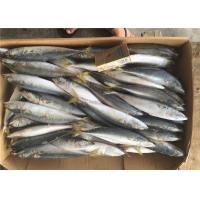 China Whole Round Pacific 4Pcs 6Pcs Per Kg Fresh Frozen Mackerel For Market on sale