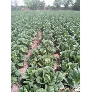 China No Pesticide Fresh Chinese Cabbage Grows In Village Without Pollution supplier