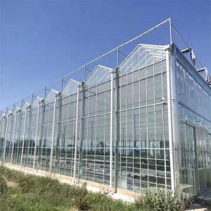 China Polycarbonate Multi Span Venlo PC Sheet Tomato Greenhouse With Irrigation System wholesale