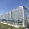 China Invernadero de tomate de policarbonato con sistema de riego wholesale