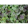 China Red Round Leaf Amaranth Seeds with with green edge for planting wholesale