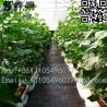 China Export Weed Control cover Fabric used in green house landscaping mat agriculture garden wholesale