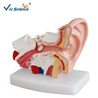 China Medical Human Anatomical Model Teaching Plastic Ear Model Anatomy For Students VIC-303D on sale