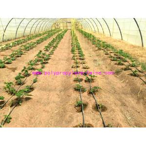 China 1g/m Stable Agricultural Tomato Tying Twine High Tenacity Different Colored supplier