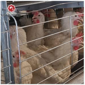 China 144 Birds Full Automatic Poultry Battery Cage Chicken Egg Layer Cage supplier