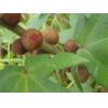 Ficus simplicissima Lour root wild organic herbs wu zhi mao tao