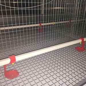 China Manual Feeding System Poultry Chicken Cage For Baby Chick 20 Years Life Span supplier