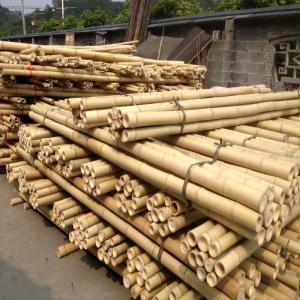 Customized Dry Straight Outdoor Big Moso Bamboo Poles 60cm To 595cm Natural Color