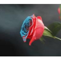 China Aeropak Aerosol Spray Paint For Roses Fresh Flowers Spray Paint on sale