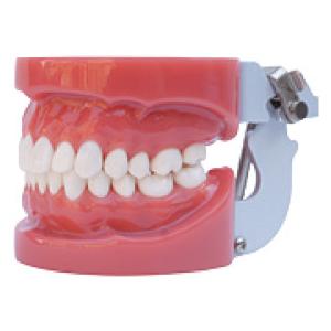 China Standard Oral Dental tooth teaching model----A1 supplier