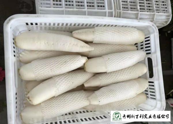 Organic Smooth Surface Fresh White Radish No Moldy Detoxification Function