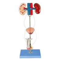 Male Urinary Organ System Model for Medical Colleges Training