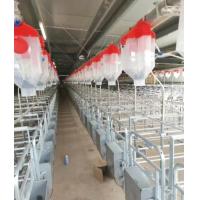 China Hot Galvanized Steel Individual Pen For Pregnant Sow on sale