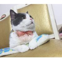 China Luxury Lace Bow Tie Cat Collar , Unique Pet Collars Decoration Size 10cm on sale
