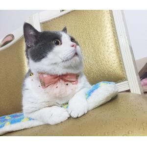 China Luxury Lace Bow Tie Cat Collar , Unique Pet Collars Decoration Size 10cm supplier