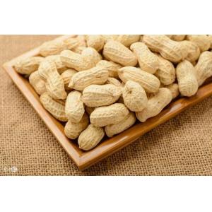 China Big Roasted Peanuts In Shell , Roasted Seed Products HACCP Certification supplier