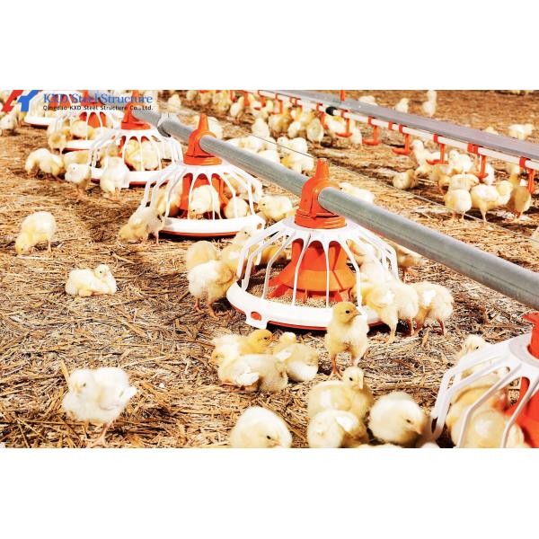 Convenient Assembly Automatic Chicken Feeder System , Broiler  Chicken Drinking System