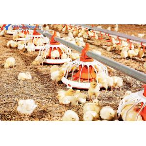 China Convenient Assembly Automatic Chicken Feeder System , Broiler  Chicken Drinking System wholesale