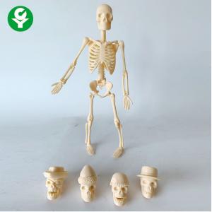 Skeletal Human Body Model Toy Bone Gifts 20CM Can Be Assembled Multiple Apply