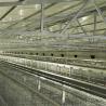 China Battery Poultry Farming Equipment , Durable H Type 192 Baby Chicken Cage wholesale