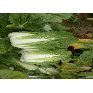 China Clean Surface Organic Chinese Cabbage , Healthy Chinese Round Cabbage supplier