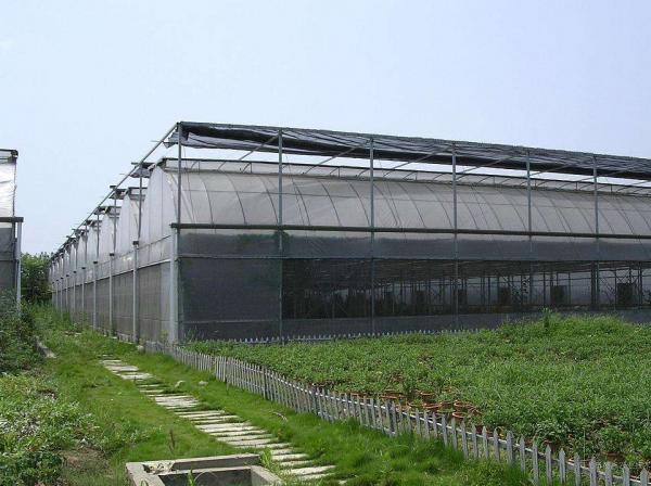 Agricultural Vegetable Tunnel Multi-Span Plastic / Poly Greenhouse