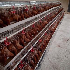 Durable Galvanized PVC Coated Chicken Cage for African Poultry Farming Industry